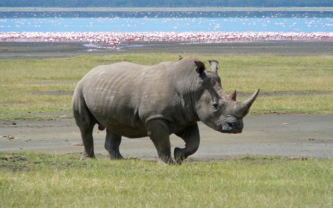 世界野生动植物大会加强国际贸易制度来应对“灭绝危机”