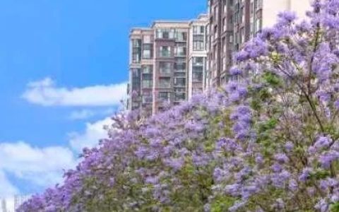咏蓝花楹六首
