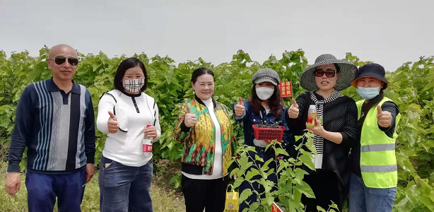 百亩丰硕桑葚园 民众采摘均称甜