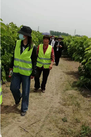 百亩丰硕桑葚园 民众采摘均称甜