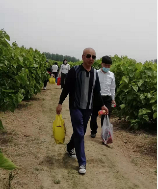 百亩丰硕桑葚园 民众采摘均称甜