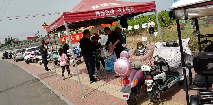 百亩丰硕桑葚园 民众采摘均称甜