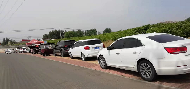 百亩丰硕桑葚园 民众采摘均称甜