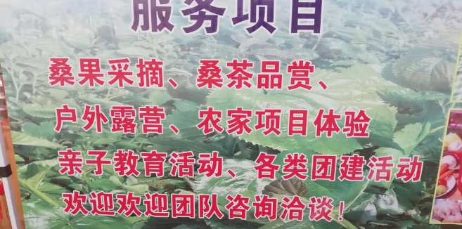 百亩丰硕桑葚园 民众采摘均称甜
