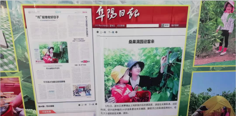 百亩丰硕桑葚园 民众采摘均称甜