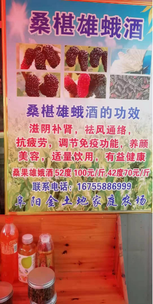 百亩丰硕桑葚园 民众采摘均称甜
