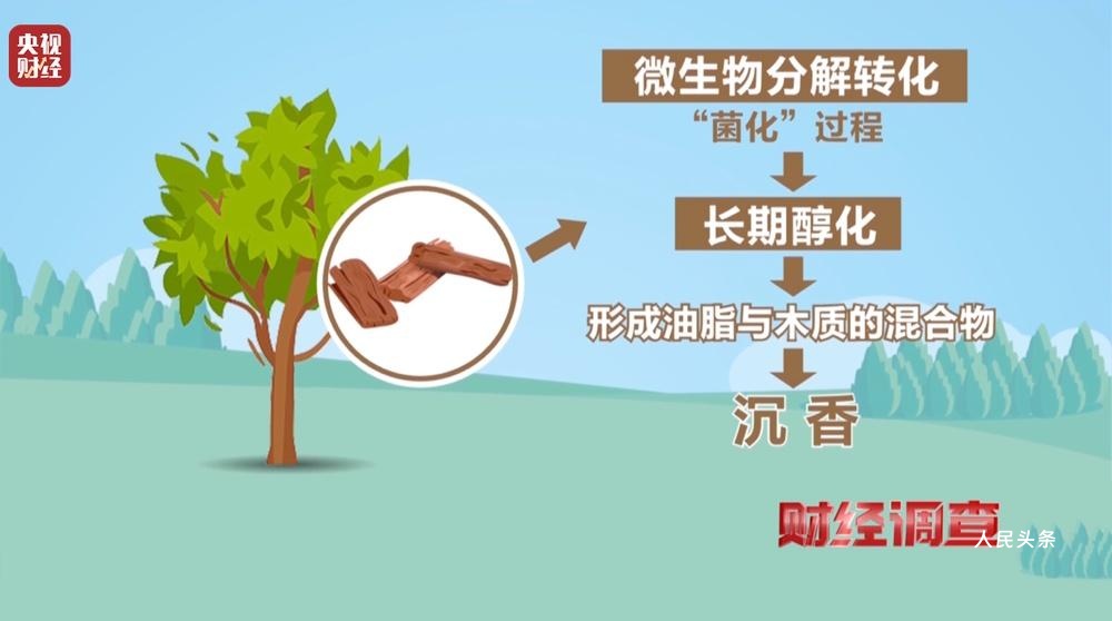 以次充好、直接造假！假沉香也能拿证书！总台《财经调查》曝光沉香市场乱象→